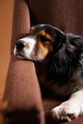 Jupiterimages/Photos.com/Getty Images Excessive calcium can sometimes lead to kidney stones in dogs.