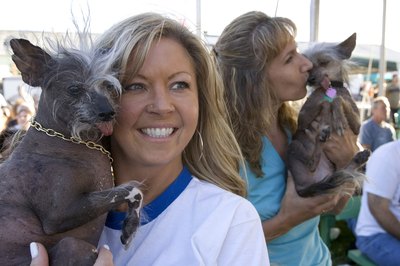 David Paul Morris/Getty Images News/Getty Images Hairless dogs have little fur to shed.