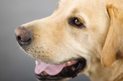 Jupiterimages/Brand X Pictures/Getty Images Panting is not enough to keep dogs cool in excessive heat.