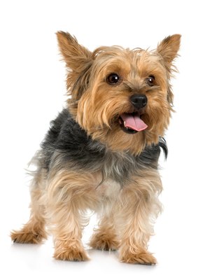 Jupiterimages/Photos.com/Getty Images Some of the health issues affecting silky terriers commonly occur in small breeds.