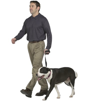 PhotoObjects.net/PhotoObjects.net/Getty Images Keep Fido away from other droppings to lessen the chances of contracting campylobacteriosis.