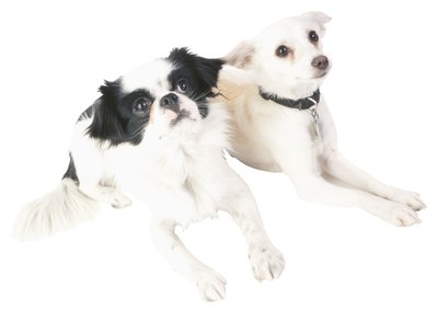 Hemera Technologies/PhotoObjects.net/Getty Images Knowing your dog's breed can help with understanding training concerns and potential health problems.