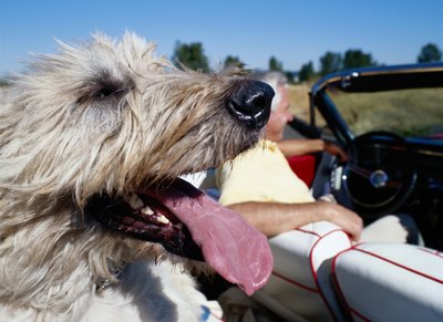 Chad Baker/Jason Reed/Ryan McVay/Photodisc/Getty Images The Scottish deerhound is related to the Irish wolfhound.