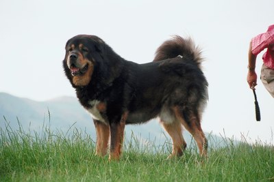 Jupiterimages/Photos.com/Getty Images Molossers such as this Tibetan mastiff played an important role in the development of the perro de presa and boerboel.