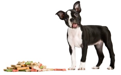 Jupiterimages/PhotoObjects.net/Getty Images Multiple registries, including the ACA, exist for registering your purebred puppy.