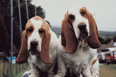 Jupiterimages/Photos.com/Getty Images Differences aside, curs and hounds-- like these Basset hounds-- have quite a bit in common.