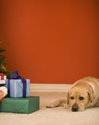 Jupiterimages/Creatas/Getty Images Keep your dog happy and healthy during the winter months.