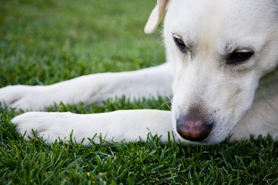 Jupiterimages/Photos.com/Getty Images Early detection is key for controlling lick granuloma.