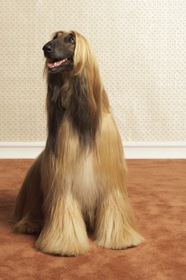 DTP/Digital Vision/Getty Images Afghan hounds are heavy shedders.