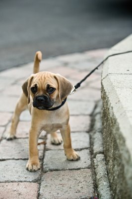 Jupiterimages/Photos.com/Getty Images A little encouragement and perhaps a small treat will help your stubborn puppy learn to walk on a leash.