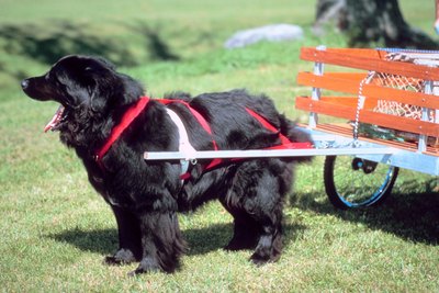Jupiterimages/Photos.com/Getty Images Train your large dog to pull a wagon for exercise.