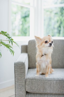 Image Source/Photodisc/Getty Images Microchipping pets can often make finding them easier.