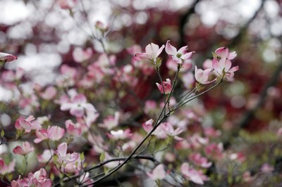 Comstock Images/Comstock/Getty Images The cherry blossoms may be a pretty pink, but they are poisonous to your dog.