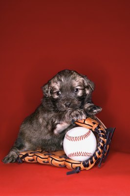 Thinkstock/Comstock/Getty Images Brindle puppies have multicolored coat patterns.