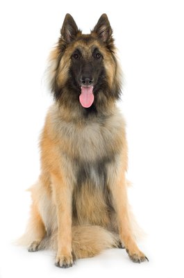 Jupiterimages/Photos.com/Getty Images The Tervuren type of Belgian shepherd has a long, fawn and black coat.