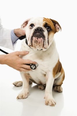 Thinkstock Images/Stockbyte/Getty Images For adult dogs, veterinarians don’t always agree on vaccine protocol.