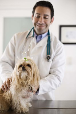 Jupiterimages/Stockbyte/Getty Images Your vet needs to prescribe Thyrosyn for your dog based on his blood tests.