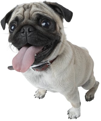 Photos.com/PhotoObjects.net/Getty Images Dog owners can often benefit from the services of an animal communicator.