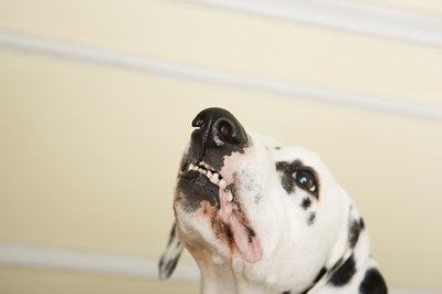 Image Source/Photodisc/Getty Images Sometimes changes in daily routines can cause anxiety in dogs.