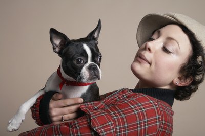 moodboard/moodboard/Getty Images French bulldogs usually are small enough to pick up easily.
