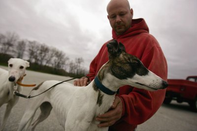 Spencer Platt/Getty Images News/Getty Images Greyhounds bred for racing tend to be shorter than show dogs.