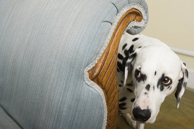 Image Source/Photodisc/Getty Images You should remain calm, too -- Bruno's fear can build on your anxiety.