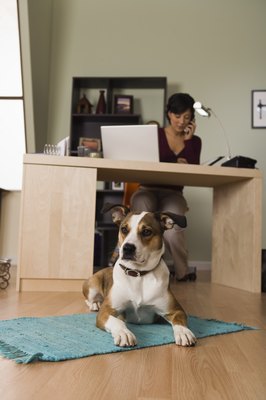 Jupiterimages/Stockbyte/Getty Images Vaginal bleeding in female dogs is normal only during estrus.