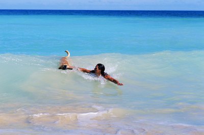 Thinkstock Images/Comstock/Getty Images Many dogs enjoy swimming in the ocean.