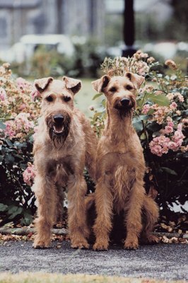 Jupiterimages/Photos.com/Getty Images Dogs can do major damage to your landscaping.