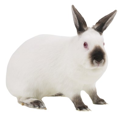 Hemera Technologies/PhotoObjects.net/Getty Images While more common in rabbits, encephalitozoon cuniculi can also infect dogs.