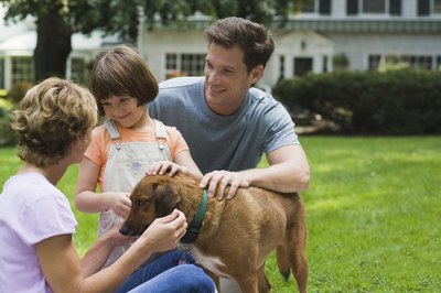 Jupiterimages/Comstock/Getty Images Use the Innotek SD 3000 system to keep your dog safely in your yard.