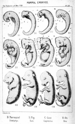 Photos.com/Photos.com/Getty Images Most mammals, including dogs, follow a similar embryological development timeline.