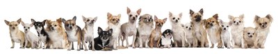 GlobalP/iStock/Getty Images Chihuahuas don't all fit in the same box ... but they all need small boxes.