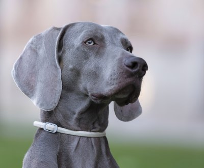 tsik/iStock/Getty Images Your dog's ID tag is her ticket home if she gets lost.