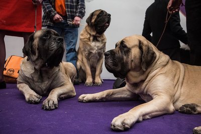 Andrew Burton/Getty Images News/Getty Images Mastiffs and other large breeds are prone to elbow calluses.