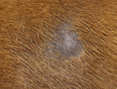 taviphoto/iStock/Getty Images The most common clinical sign of fungal infection is hair loss.