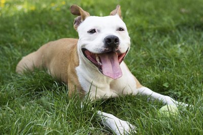 sanjagrujic/iStock/Getty Images It's up to you to keep a happy, healthy and safe pit bull.