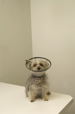 Dean Golja/Digital Vision/Getty Images She's not a happy camper, but an Elizabethan collar prevents her from chewing her spay incision.
