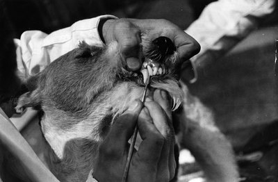 Merlyn Severn/Valueline/Getty Images Annual dental cleanings are recommended in small-breed dogs beginning at 1 year of age.