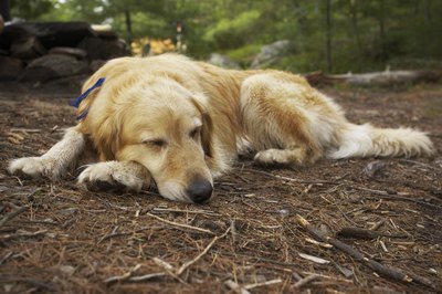 Jupiterimages/Photos.com/Getty Images A waterproofed canvas dog bed offers a cozy sleeping place outside.