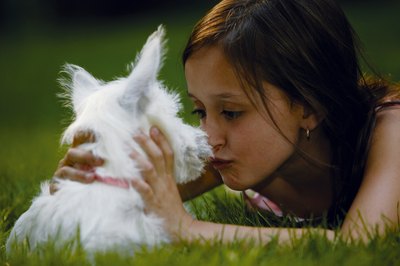 Comstock/Comstock/Getty Images Ticks wait for Scruffy to brush against grass and bushes.