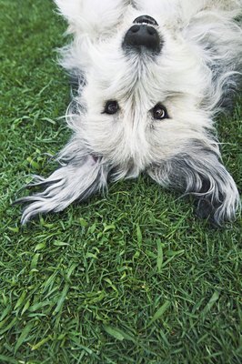 Brand X Pictures/Brand X Pictures/Getty Images Dogs with long hair or double coats require frequent grooming.