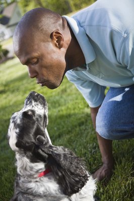 Jupiterimages/Comstock/Getty Images The pooch's smooches: Risk is limited but not nonexistent.