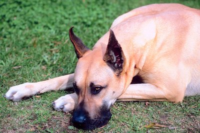 Jupiterimages/Photos.com/Getty Images Great Danes and other large breed dogs are at risk of bloat, where the stomach distends or twists.