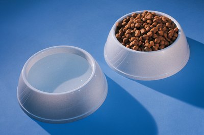 Comstock/Comstock/Getty Images Your dog's food may be the cause of his allergies.