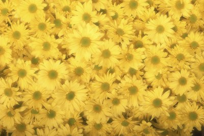 Jupiterimages/Photos.com/Getty Images Chrysanthemums are poisonous to dogs.
