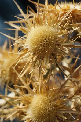Jupiterimages/Photos.com/Getty Images Burrs can be considerable irritants on your dog.