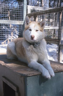 Hemera Technologies/AbleStock.com/Getty Images Freshen your dog's kennel with homemade spray.