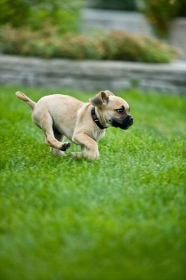 Jupiterimages/Photos.com/Getty Images Dogs create unwanted paths as they run familiar routes.