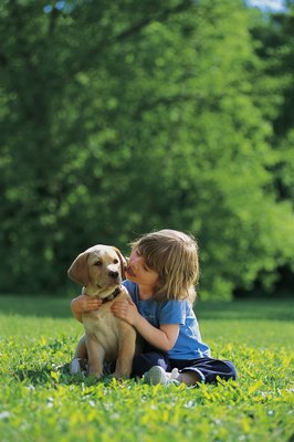Comstock/Stockbyte/Getty Images Panosteitis is more common in large breed dogs.